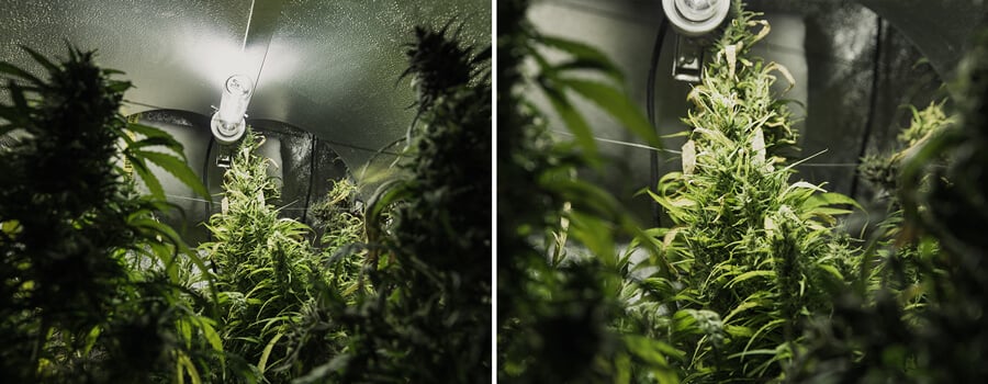 Zwei Bilder eines Cannabis-Anbauraums, mit Pflanzen mit grünen Blättern und Knospen, beleuchtet von hellem Licht in einem kleinen, geschlossenen Raum.