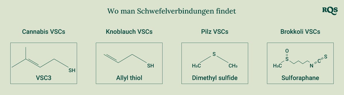 Diagramm, das die chemischen Strukturen der Schwefelverbindungen zeigt, die in Cannabis, Knoblauch, Pilzen und Brokkoli vorkommen, um ein besseres Verständnis ihrer einzigartigen Eigenschaften zu ermöglichen.