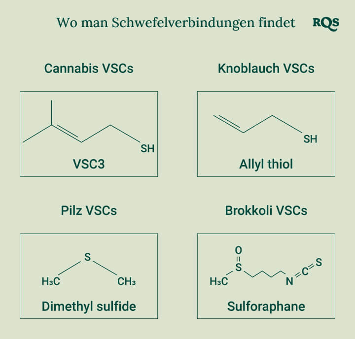 Diagramm, das die chemischen Strukturen der Schwefelverbindungen zeigt, die in Cannabis, Knoblauch, Pilzen und Brokkoli vorkommen, um ein besseres Verständnis ihrer einzigartigen Eigenschaften zu ermöglichen.