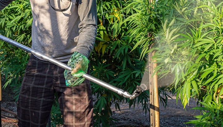 Arbeiter besprüht Cannabispflanzen in einer Outdoor-Anlage mit Nährstoffen oder PGRs, ausgestattet mit Schutzkleidung.