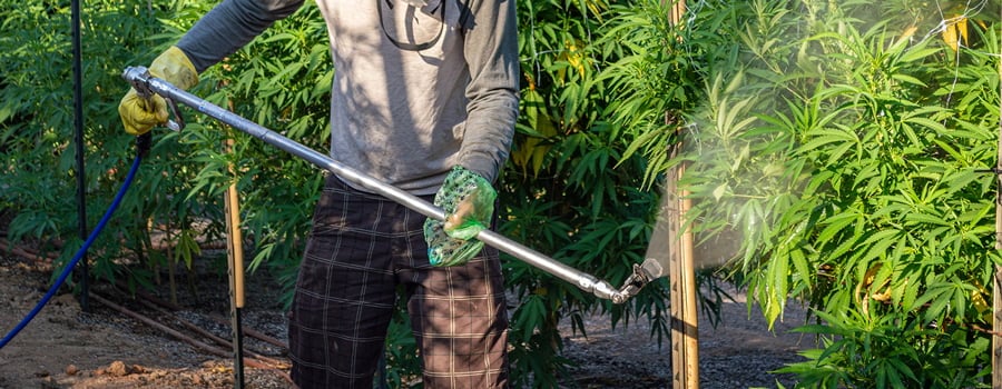 Arbeiter besprüht Cannabispflanzen in einer Outdoor-Anlage mit Nährstoffen oder PGRs, ausgestattet mit Schutzkleidung.