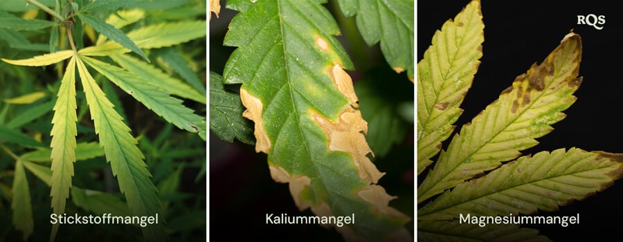 Cannabisblätter, die von Stickstoff-, Kalium- und Magnesiummangel betroffen sind, mit deutlichen Mustern von Vergilbung und Bräunung. Bezieht sich auf das Vergilben der Cannabispflanze von unten nach oben und gelbe Spitzen auf Cannabisblättern.