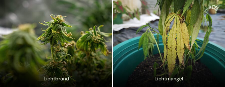 Vergleich von Cannabisblättern mit Schäden durch Lichtverbrennung und Lichtmangel, mit gelber und brauner Verfärbung. Bezieht sich auf vergilbende Cannabisblätter und gelbe Blätter durch Lichtstress. 