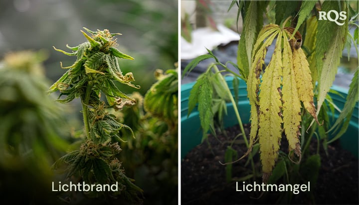 Vergleich von Cannabisblättern mit Schäden durch Lichtverbrennung und Lichtmangel, mit gelber und brauner Verfärbung. Bezieht sich auf vergilbende Cannabisblätter und gelbe Blätter durch Lichtstress. 