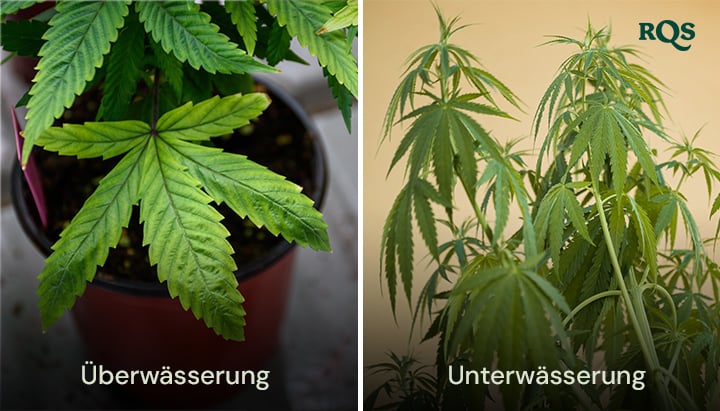 Cannabispflanzen, die Symptome von Überwässerung mit geschwollenen, gelben Blättern und Unterwässerung mit trockenen, vergilbenden Blättern zeigen. Hebt gelbe Cannabisblätter hervor, die durch Bewässerungsprobleme verursacht werden.