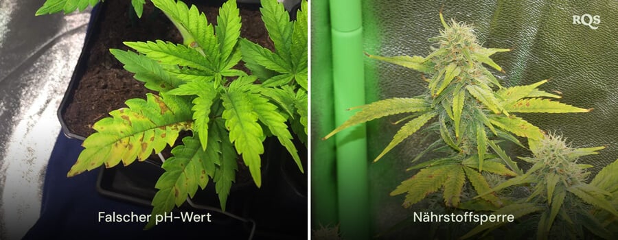 Nebeneinanderstellung von Cannabispflanzen, die von einem falschen pH-Wert und einer Nährstoffblockade betroffen sind, mit sichtbarer Vergilbung und Bräunung der Blätter. Bezieht sich auf gelbe Cannabisblätter und Nährstoffmängel.