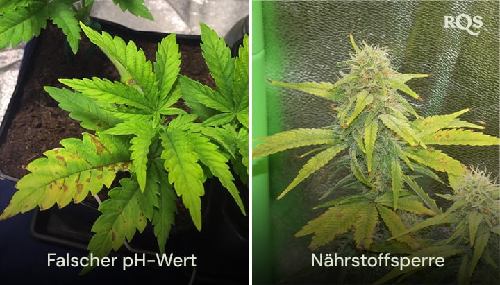 Nebeneinanderstellung von Cannabispflanzen, die von einem falschen pH-Wert und einer Nährstoffblockade betroffen sind, mit sichtbarer Vergilbung und Bräunung der Blätter. Bezieht sich auf gelbe Cannabisblätter und Nährstoffmängel.