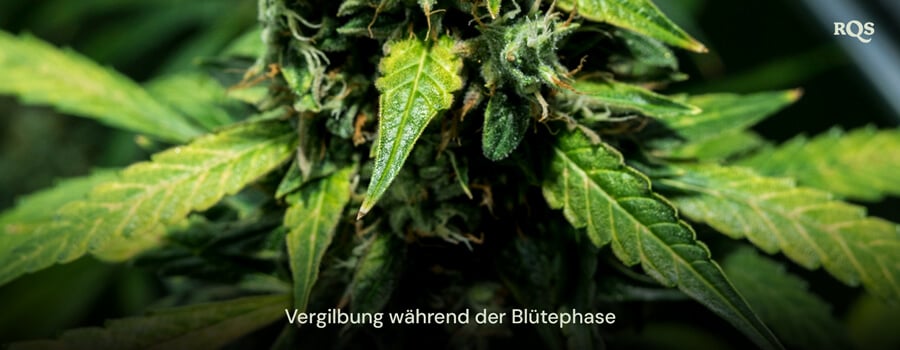 Nahaufnahme von Cannabisblättern, die während der Blüte vergilben und Anzeichen von Seneszenz oder Nährstoffmangel zeigen. Bezieht sich auf vergilbende Fächerblätter während der Blütezeit.