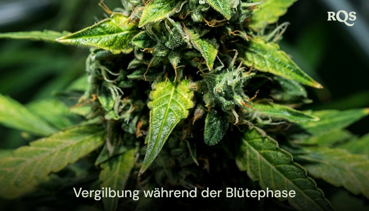 Yellowing Leaves During Flowering: Prevention and Treatment