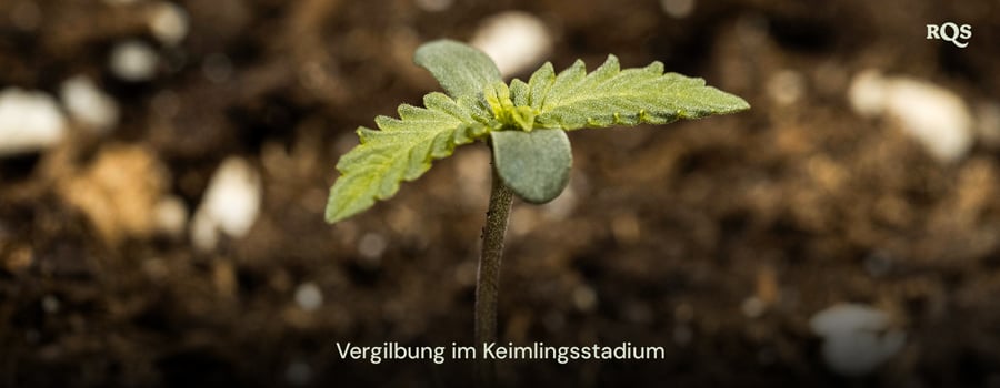 Cannabissämling mit vergilbenden Blättern, die auf frühe Nährstoffungleichgewichte oder Überwässerung hinweisen. Beispiel für vergilbende Cannabissämlinge und gelbe Fächerblätter während des frühen Wachstums.