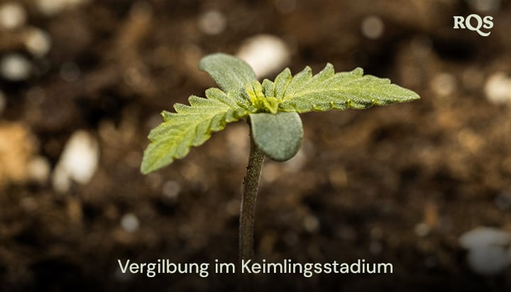 Cannabissämling mit vergilbenden Blättern, die auf frühe Nährstoffungleichgewichte oder Überwässerung hinweisen. Beispiel für vergilbende Cannabissämlinge und gelbe Fächerblätter während des frühen Wachstums.