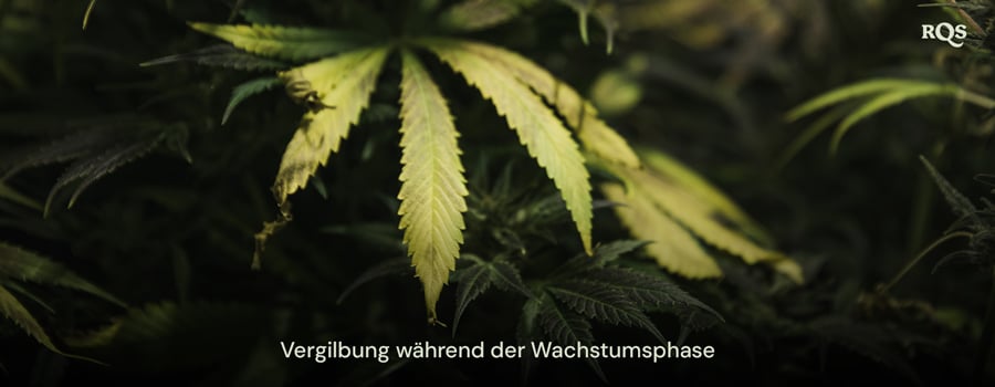 Cannabisblätter, die während der Vegetationsphase vergilben und Symptome von Nährstoffmangel oder Bewässerungsproblemen aufzeigen. Relevanz für vergilbende Fächerblätter während der Vegetation.