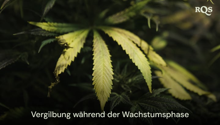 Cannabisblätter, die während der Vegetationsphase vergilben und Symptome von Nährstoffmangel oder Bewässerungsproblemen aufzeigen. Relevanz für vergilbende Fächerblätter während der Vegetation.