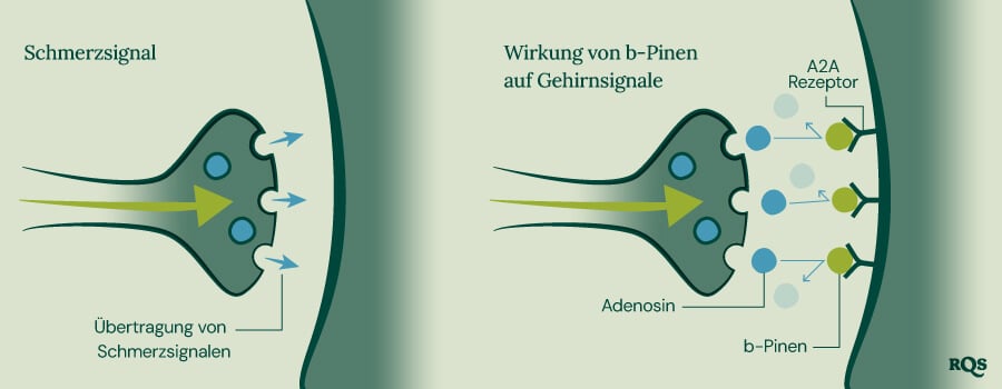 Pinene Pain Transmission