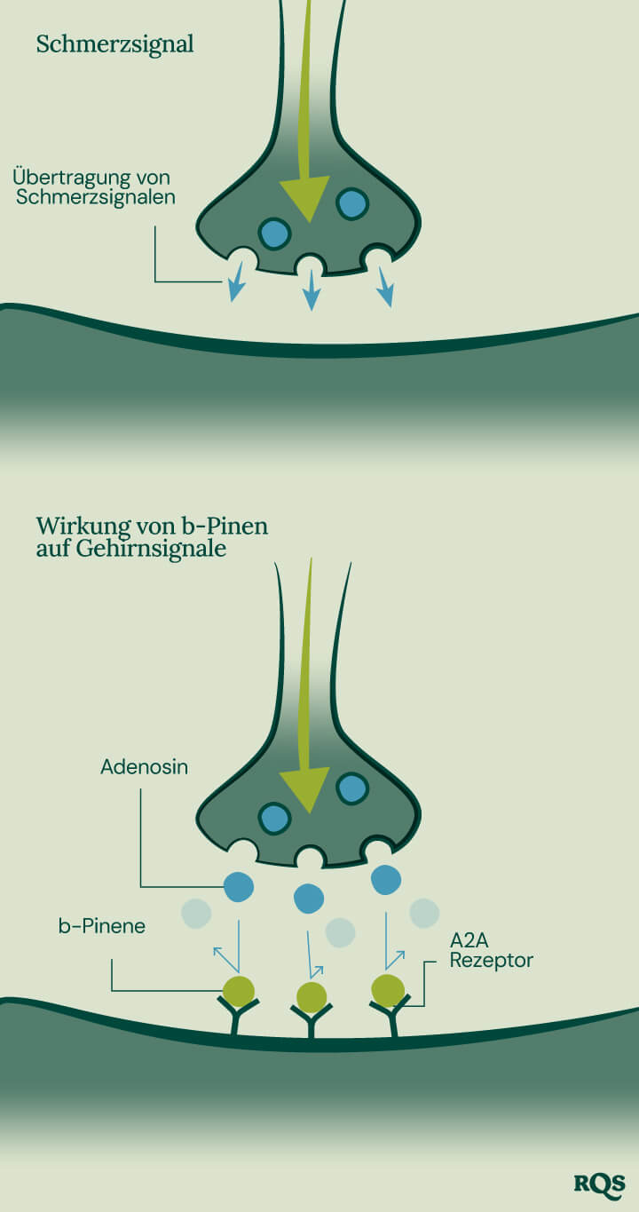 Pinene Pain Transmission