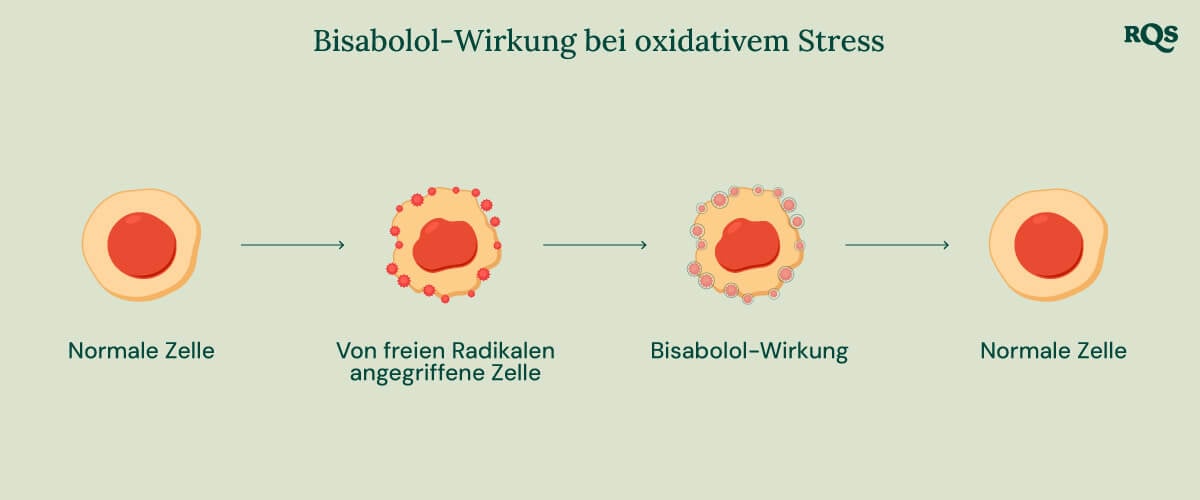 Infografik über die Wirkung von Bisabolol bei oxidativem Stress, die die Rolle von Bisabolol für die Zellgesundheit veranschaulicht.