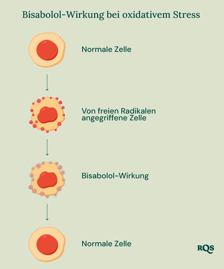 Infografik über die Wirkung von Bisabolol bei oxidativem Stress, die die Rolle von Bisabolol für die Zellgesundheit veranschaulicht.