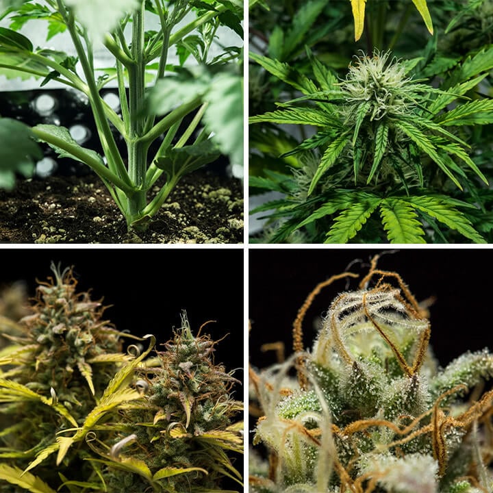 Collage der Blue Cheese Auto Cannabissorte von Royal Queen Seeds. Diese kompakte Autoflower bietet herzhafte Aromen von Pfeffer, Erde und Käse, wächst bis zu 70 cm hoch und liefert 375 g/m² in 10–11 Wochen.