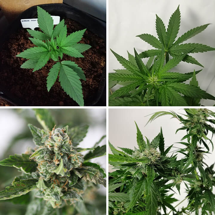 Collage von 4 Fotos der Bubble Kush Auto Cannabispflanze, die eine junge Pflanze, gesunde grüne Blätter und harzige, reife Blüten zeigt.