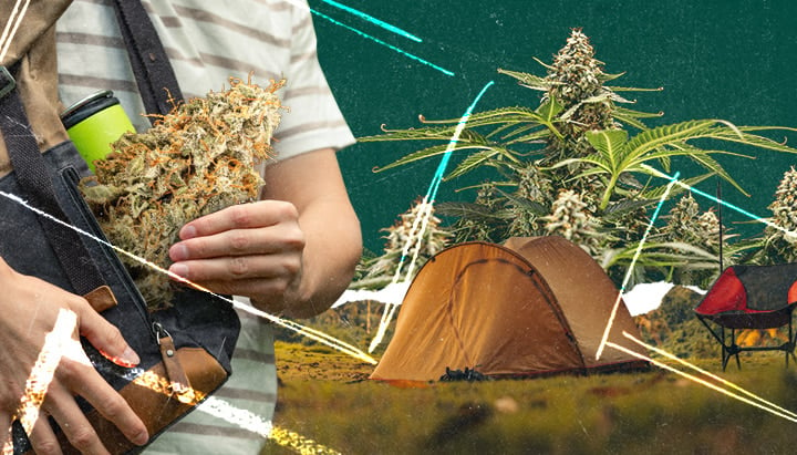 ine Person hält einen Zweig einer Cannabispflanze in der Nähe eines Zeltes und eines Lagerfeuers in einem malerischen Feld. Campingausrüstung mit dem Nötigsten: Zelt, Lagerfeuer und Cannabispflanze für einen naturnahen Ausflug.