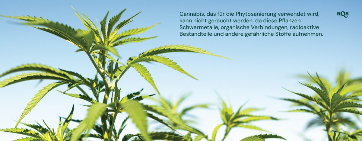 Nahaufnahme von Cannabispflanzen, die in der Phytosanierung verwendet werden und schädliche Substanzen anreichern.