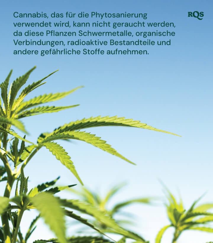 Nahaufnahme von Cannabispflanzen, die in der Phytosanierung verwendet werden und schädliche Substanzen anreichern.