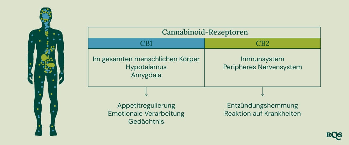 Ein Diagramm zeigt CB1-Rezeptoren im Gehirn und Körper sowie CB2-Rezeptoren im Immunsystem und veranschaulicht ihre Rollen bei den Wirkungen von Cannabis.