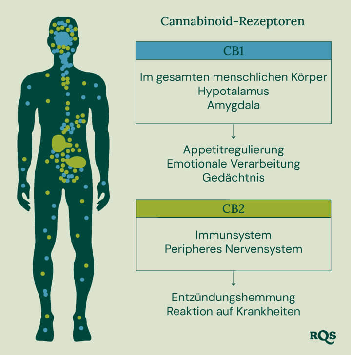 Ein Diagramm zeigt CB1-Rezeptoren im Gehirn und Körper sowie CB2-Rezeptoren im Immunsystem und veranschaulicht ihre Rollen bei den Wirkungen von Cannabis.