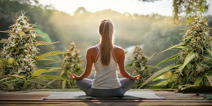 Eine Person sitzt in einer meditativen Pose mit dem Rücken zur Kamera, umgeben von großen Cannabispflanzen.