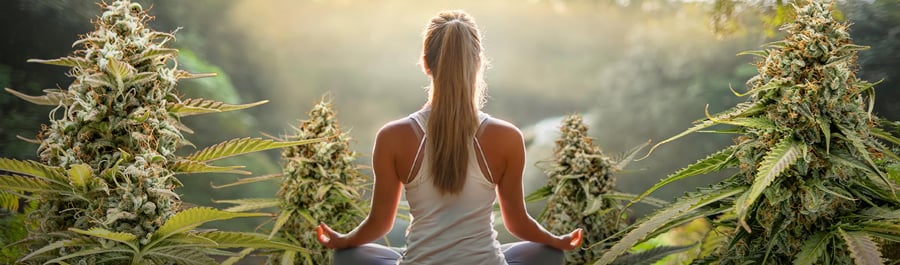 Eine Person sitzt in einer meditativen Pose mit dem Rücken zur Kamera, umgeben von großen Cannabispflanzen.