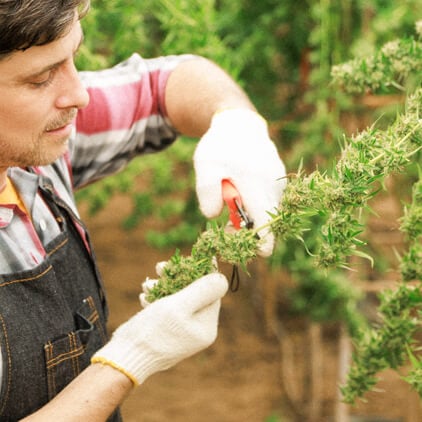 Eine Person trägt Handschuhe und schneidet sorgfältig eine Cannabispflanze, wobei sie sich auf die Aufrechterhaltung des gesunden Wachstums und die Optimierung der Knospenentwicklung konzentriert.