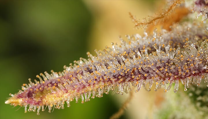 Detailaufnahme einer Cannabisblüte, bedeckt mit bunten Trichomen (weiß, orange, lila), die Harz produzieren und die kristalline Textur der Pflanze zeigen.