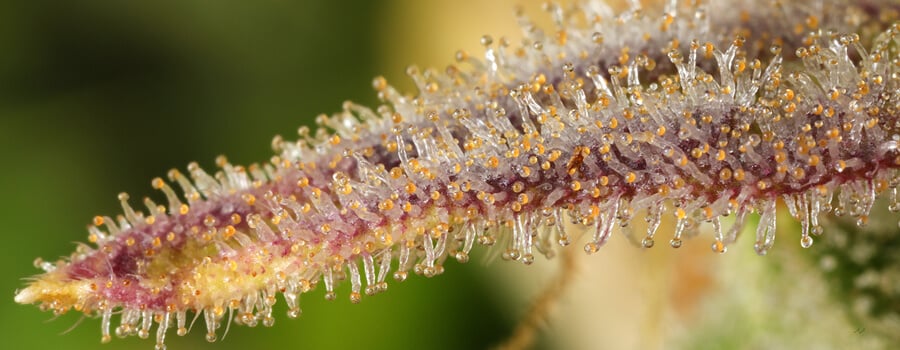 Detailaufnahme einer Cannabisblüte, bedeckt mit bunten Trichomen (weiß, orange, lila), die Harz produzieren und die kristalline Textur der Pflanze zeigen.