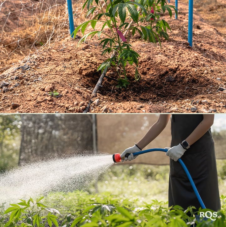 Zwei Bilder: Links zeigt eine Cannabispflanze mit einem Bewässerungssystem, rechts jemand, der Pflanzen mit einem Schlauch in einem Garten gießt.