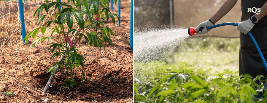 Zwei Bilder: Links zeigt eine Cannabispflanze mit einem Bewässerungssystem, rechts jemand, der Pflanzen mit einem Schlauch in einem Garten gießt.