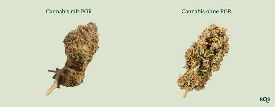 Cannabisblüten nebeneinander: Dichtes, braunes „Cannabis mit PGRs“ vs. grüneres, fluffigeres „Cannabis ohne PGRs“. Lerne, den Unterschied zu erkennen!