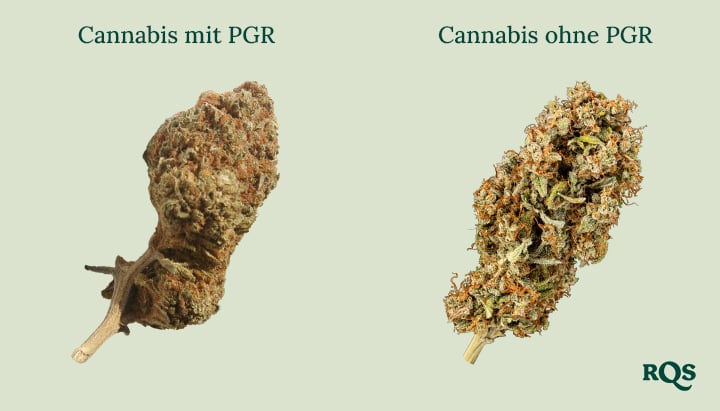 Cannabisblüten nebeneinander: Dichtes, braunes „Cannabis mit PGRs“ vs. grüneres, fluffigeres „Cannabis ohne PGRs“. Lerne, den Unterschied zu erkennen!