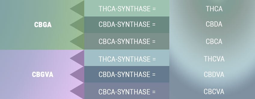 BIOSYNTHESE ERZEUGT DIE SÄUREFORMEN DER PRIMÄREN CANNABINOIDE