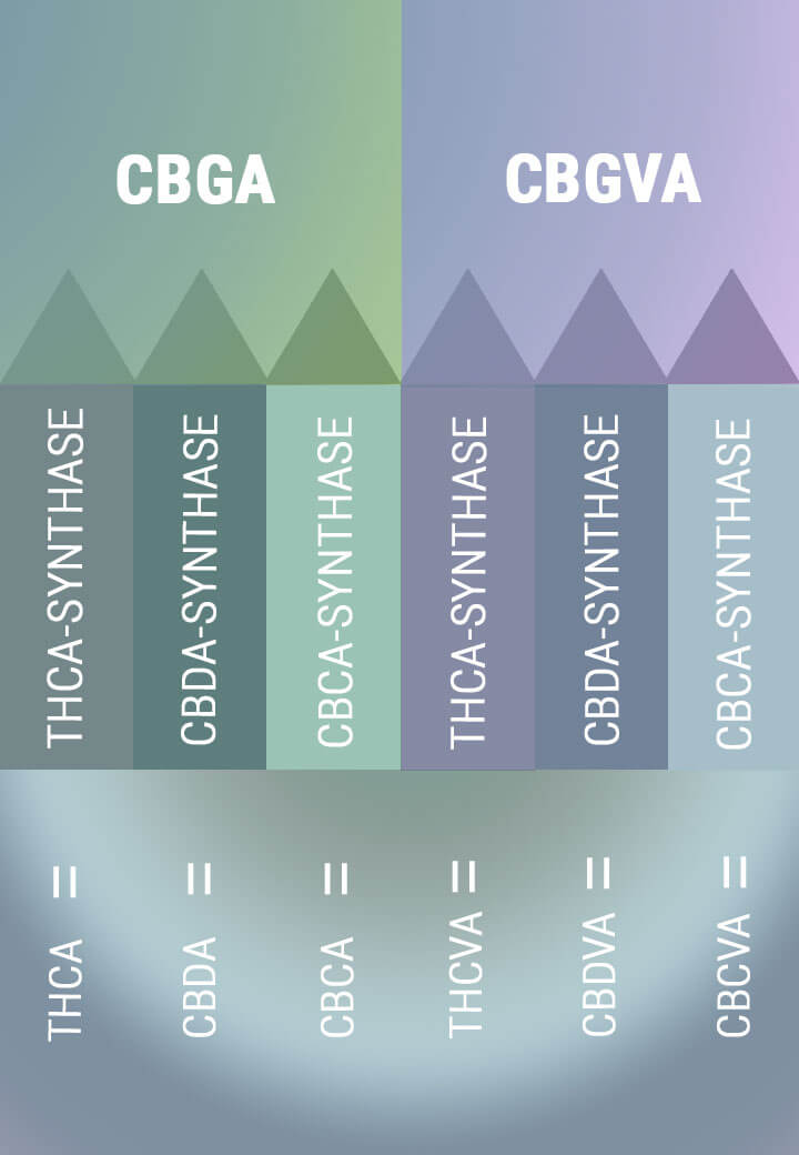 BIOSYNTHESE ERZEUGT DIE SÄUREFORMEN DER PRIMÄREN CANNABINOIDE