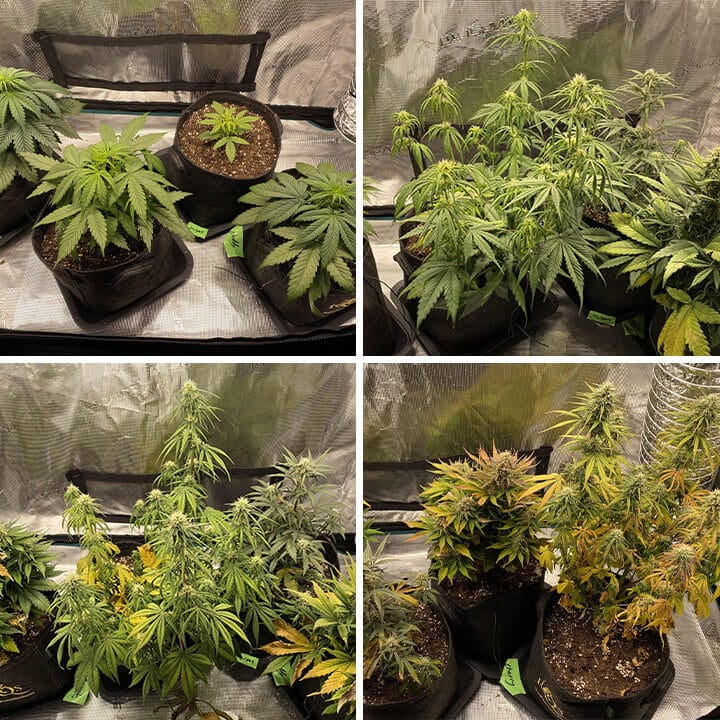 Eine Collage aus vier Bildern, die Cherry Pie Auto Cannabis Pflanzen zeigen: Sämlinge, vegetative Phase, Blütephase und ausgewachsene Pflanzen mit Buds.