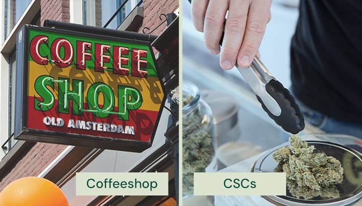 Nebeneinanderstellung eines niederländischen Coffeeshop-Schildes mit der Aufschrift „Coffee Shop Old Amsterdam“ und einer Person, die mit einer Zange Cannabisblüten in einem Cannabis Social Club (CSC) handhabt.