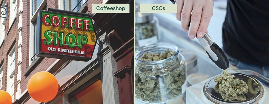 Nebeneinanderstellung eines niederländischen Coffeeshop-Schildes mit der Aufschrift „Coffee Shop Old Amsterdam“ und einer Person, die mit einer Zange Cannabisblüten in einem Cannabis Social Club (CSC) handhabt.