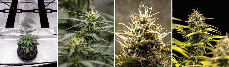 Wachstum der Cannabissorte Cosmos F1. Die Bilder zeigen die Pflanze von ihrer frühen Entwicklung bis zur Blüte, wobei die dichten Knospen und die komplexen Trichome hervorgehoben werden, die für eine CBD-Hybridsorte charakteristisch sind.