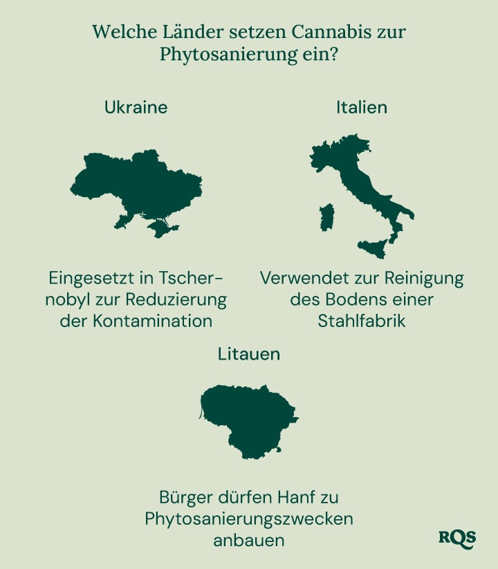 Infografik über Länder, die Cannabis zur Phytosanierung nutzen: Ukraine (Tschernobyl), Italien (Stahlwerk) und Litauen (Hanfanbau).