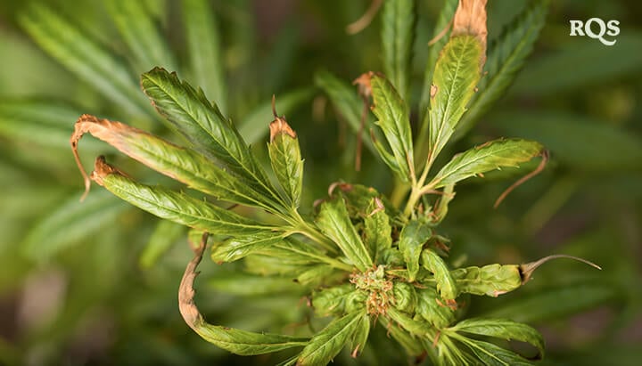 Nahaufnahme eines Cannabisblatts mit Stresssymptomen wie Bräunung und Einrollen. Mögliche Ursachen: Nährstoffmangel, Überwässerung oder Schädlingsbefall.