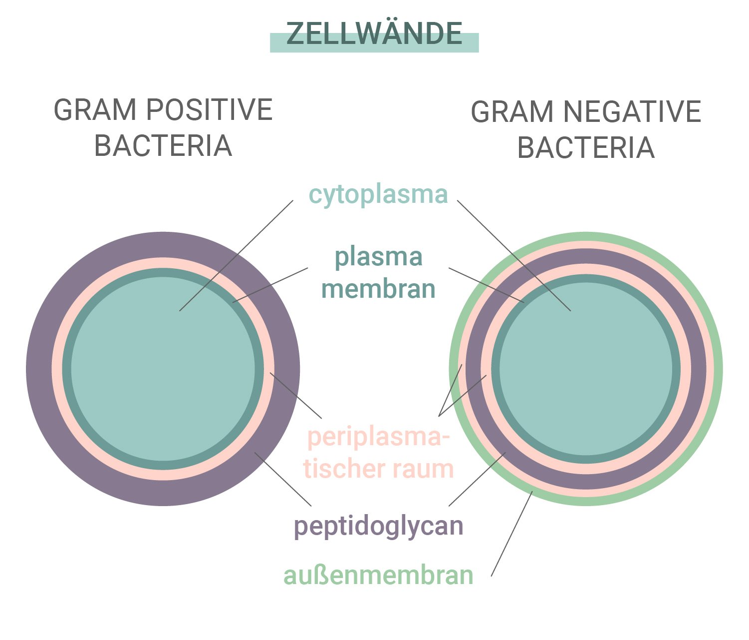 Grampositive im Vergleich zu gramnegativen Bakterien