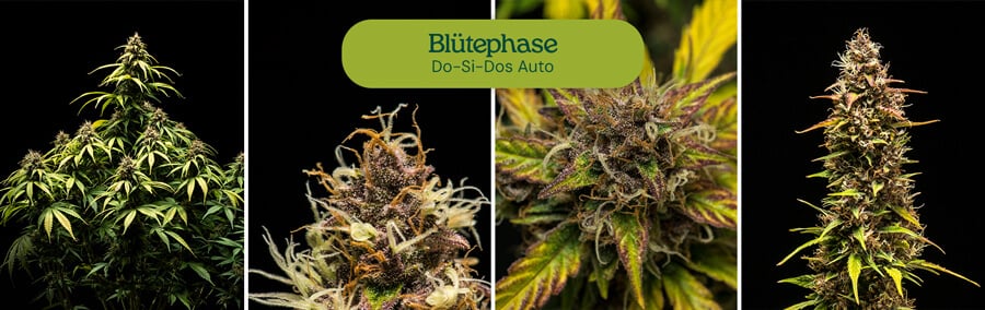 Do-Si-Dos Auto Cannabissorte tritt in die Blütephase ein und zeigt harzige Blüten und hellgrüne Blätter. Ertragreiche Autoflower-Sorte für den Innen- oder Außenanbau.