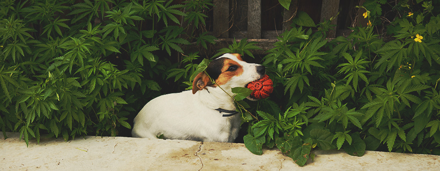 Haustiere und CannabisToxizität Was ist zu tun, wenn Dein Hund high