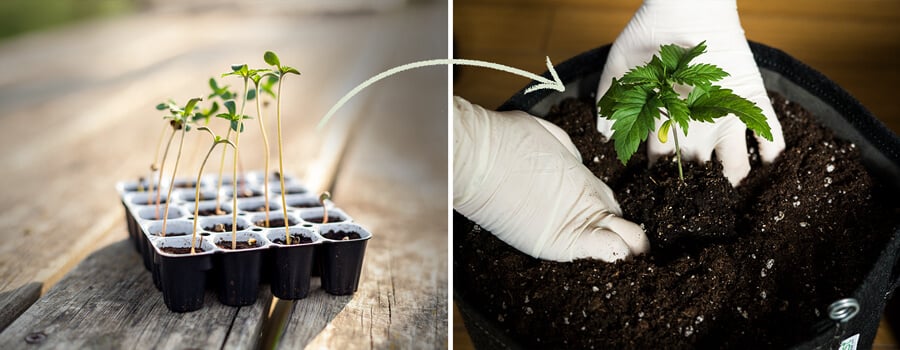 Eine Darstellung von Easy Start-Germinationstöpfen, die für feminisierte Cannabissamen von RQS entwickelt wurden, wobei ihre Rolle zur Unterstützung eines gesunden Keimlingswachstums und die Bedeutung einer rechtzeitigen Umtopfung hervorgehoben wird.