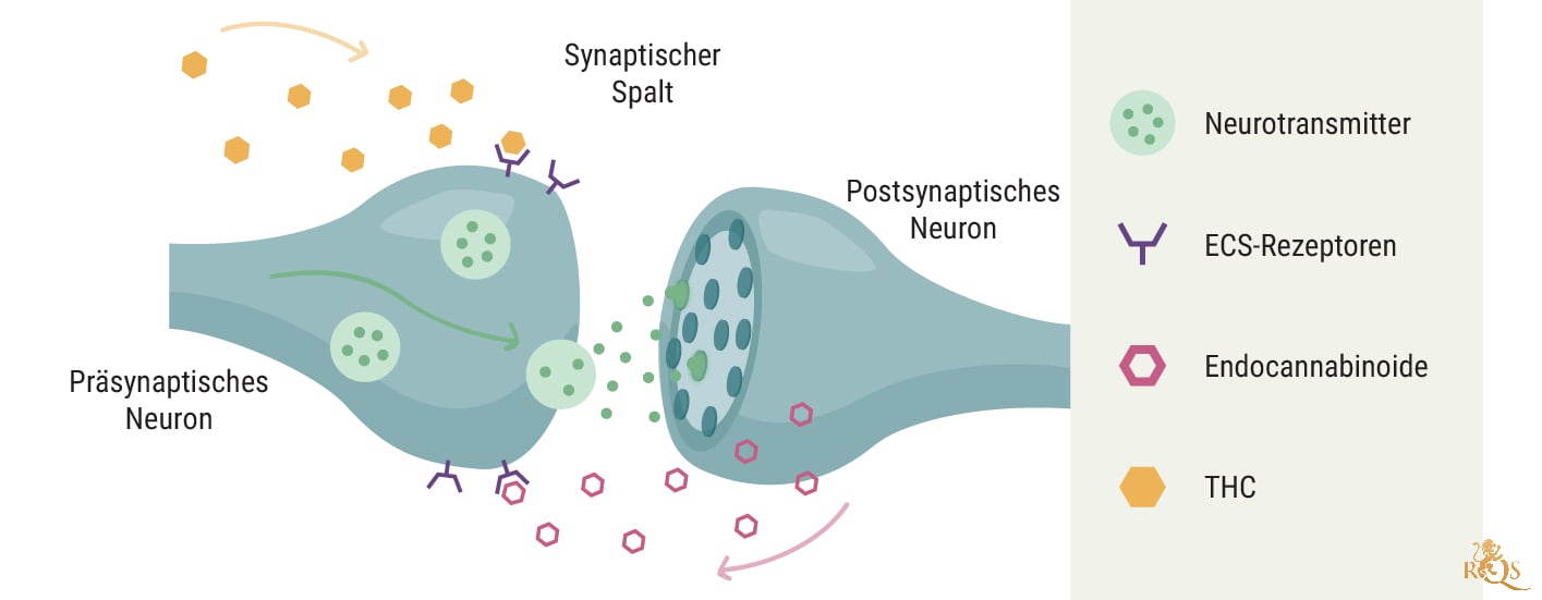 Die Rolle des ECS